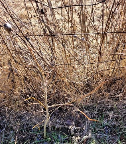 resized witch hazel as of 20230308_144220 (2)