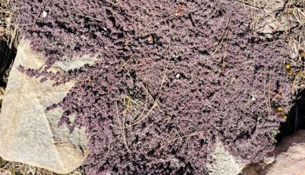 resized woolly thyme 1 20230308_144314 (2)