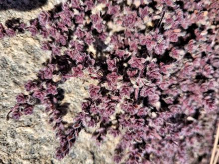 resized wooly thyme closeup 20230308_144332 (2)