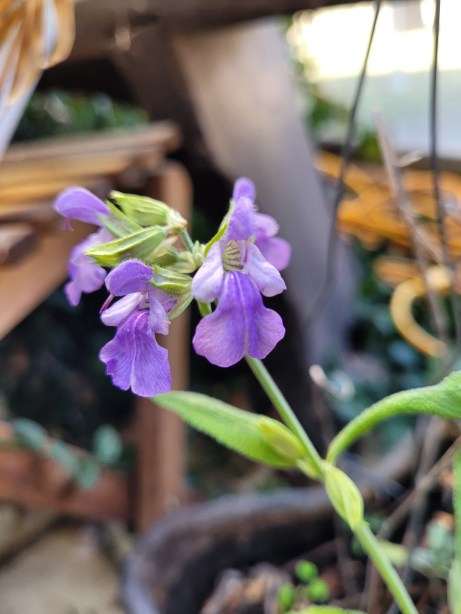 sage blossom 030523