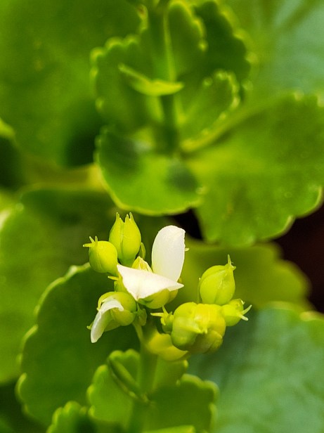 white blossom on houseplant 030523