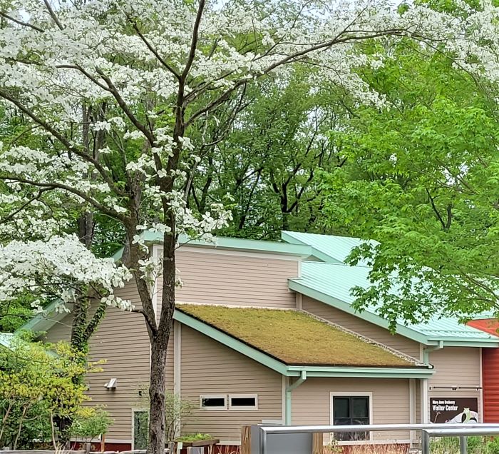 moss roof with dogwood at blandford 051323