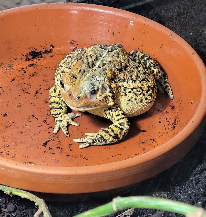 resized american toad at blandford 051323