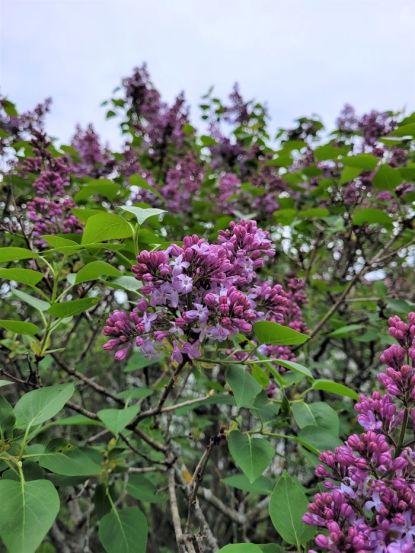 resized big lilac bush starting to bloom 051223