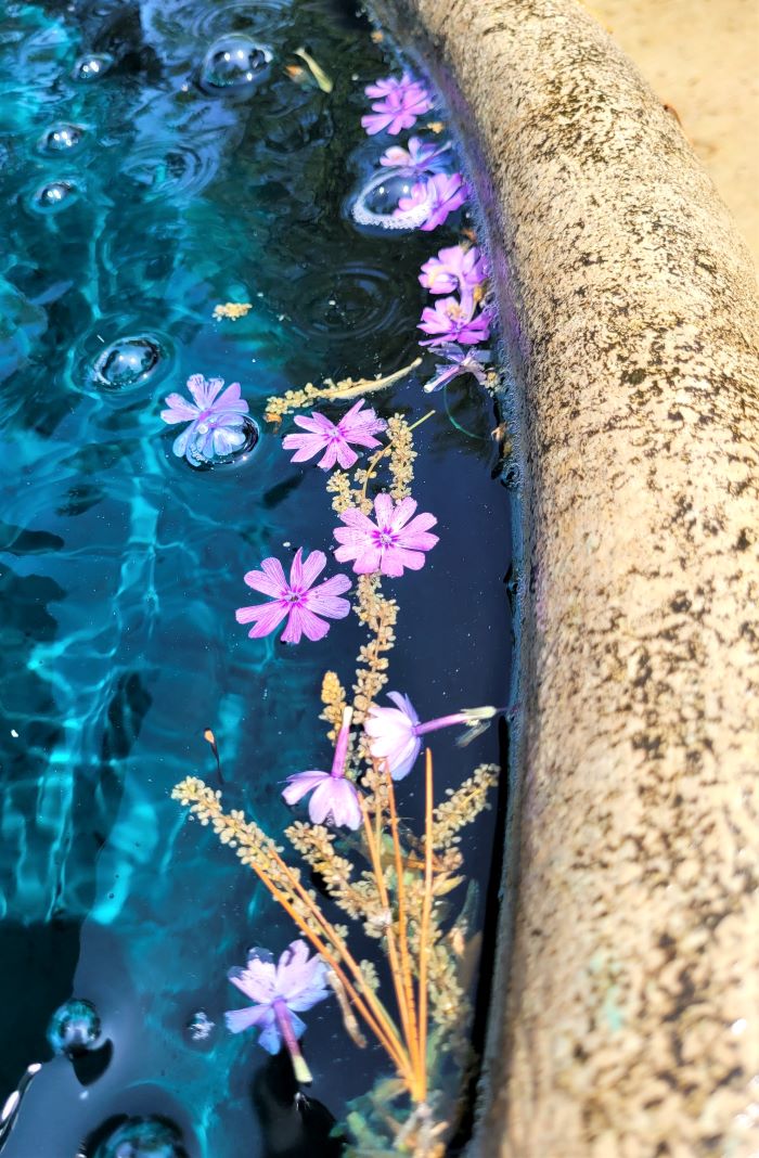 resized blossoms floating in fountain felt mansion 051523