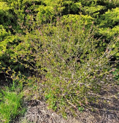resized dwarf lilac bush 050523