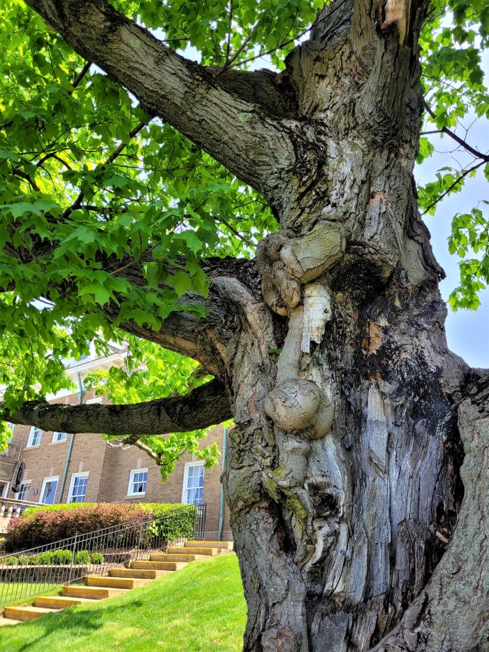 resized felt mansion tree 3 051523