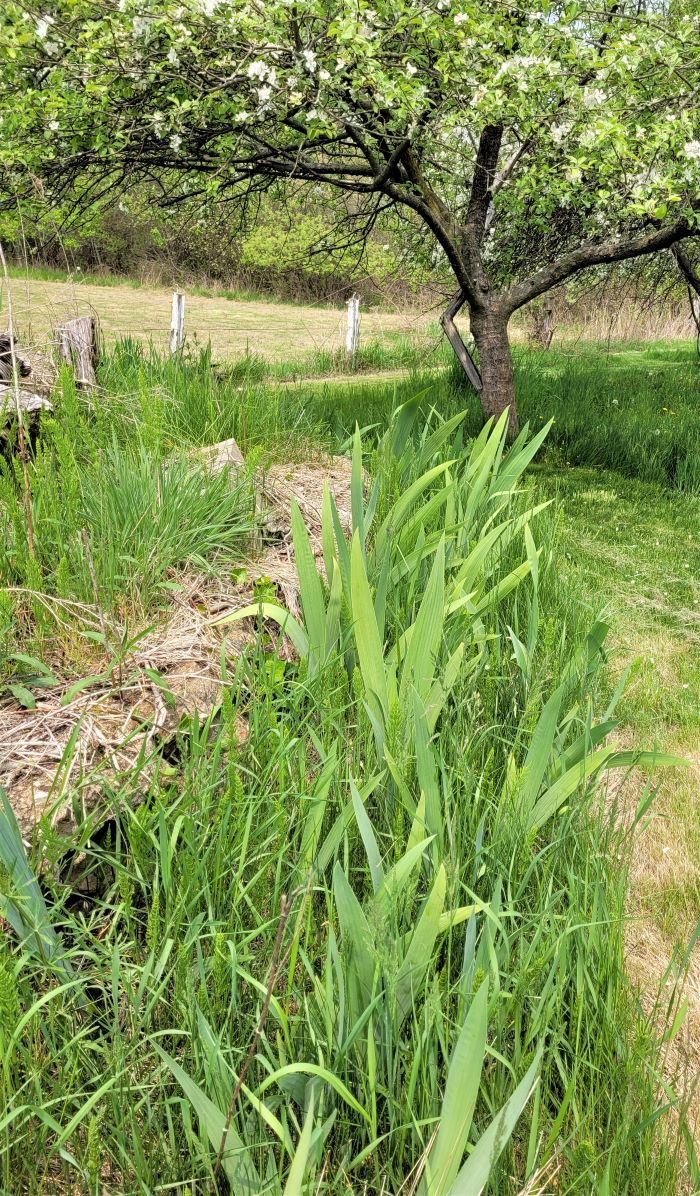 resized iris and apple trees 051623