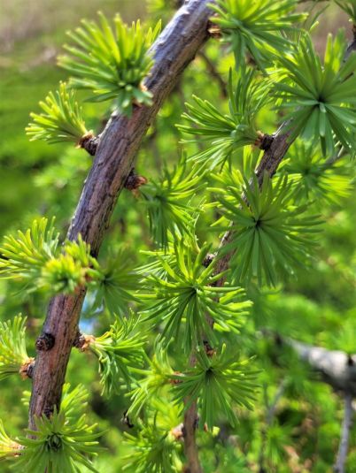 resized larch closeup 050523