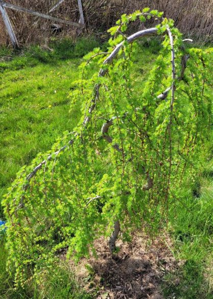 resized larch tree 050523