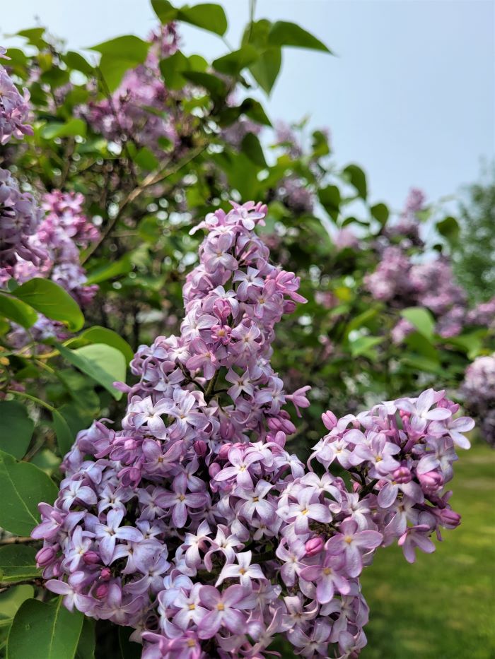 resized lilacs closeup 051623
