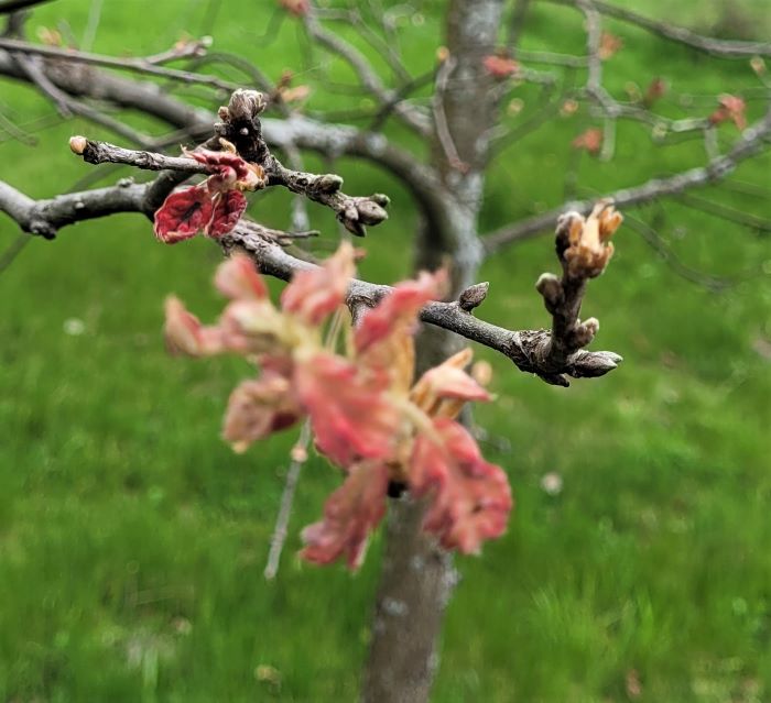 resized oak leaf leafing out 051223