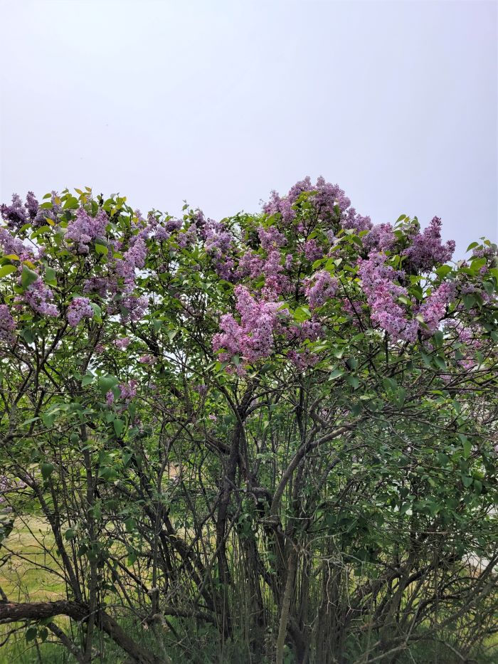 resized old lilac bush 051623