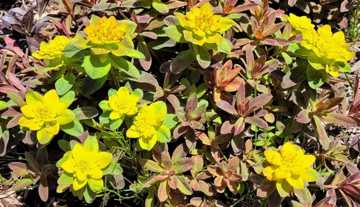 resized plant at felt 051523