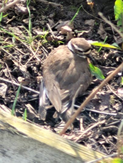 resized plover in the field 050523