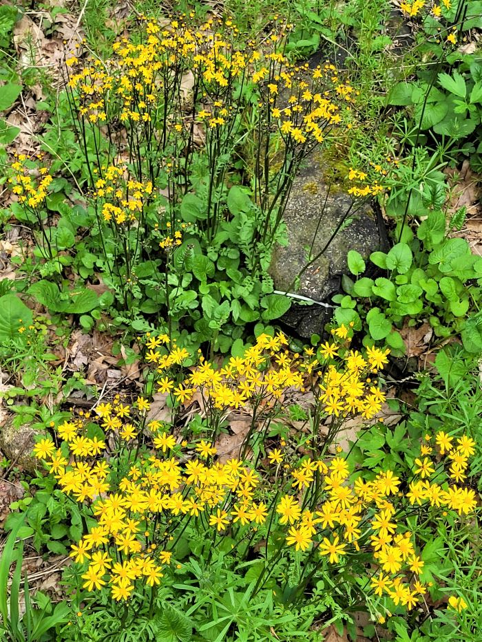 resized pretty woodlands at blandford 051323