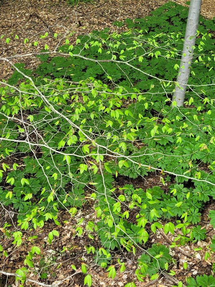 resized pretty woodlands at blandford 2 051323