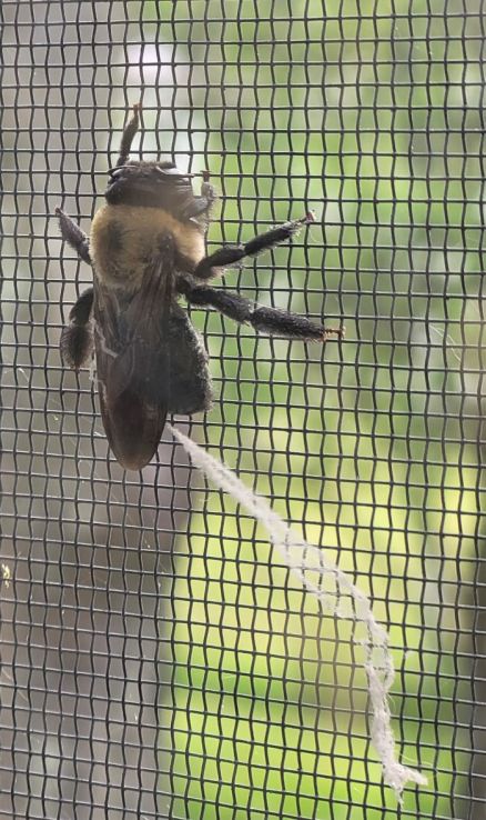 resized queen bumblebee 051923