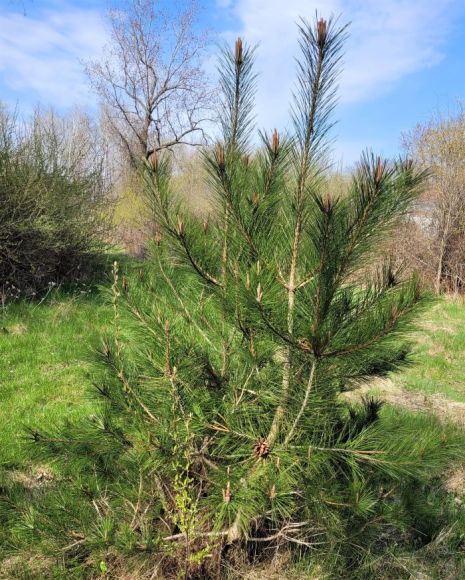 resized red pine 1 050423
