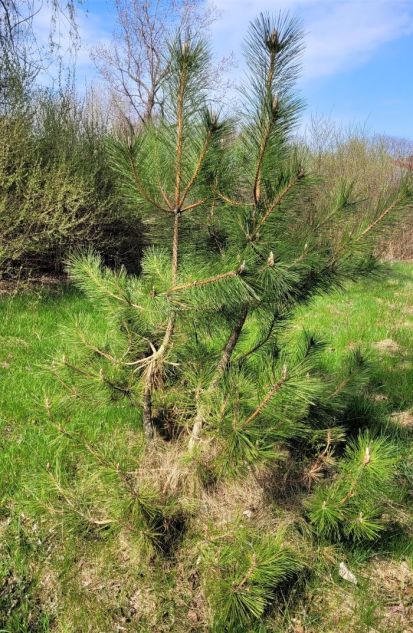 resized red pine 2 050423