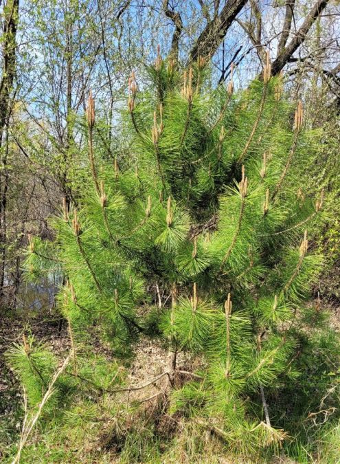 resized red pine 3 050423