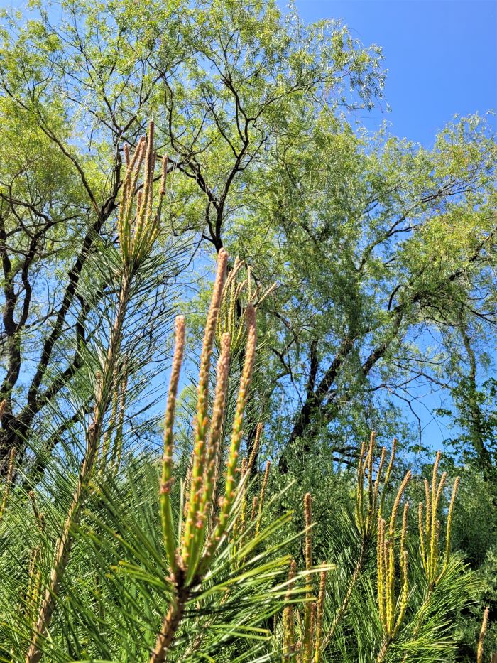 resized red pine fingers