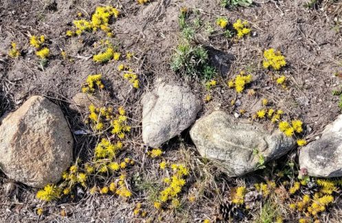 resized sedum spread in rocks color 050523