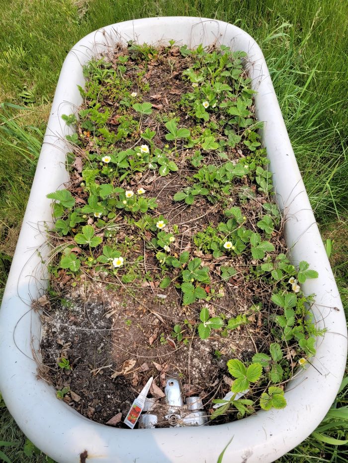 resized strawberries in tub recently weeded 051623