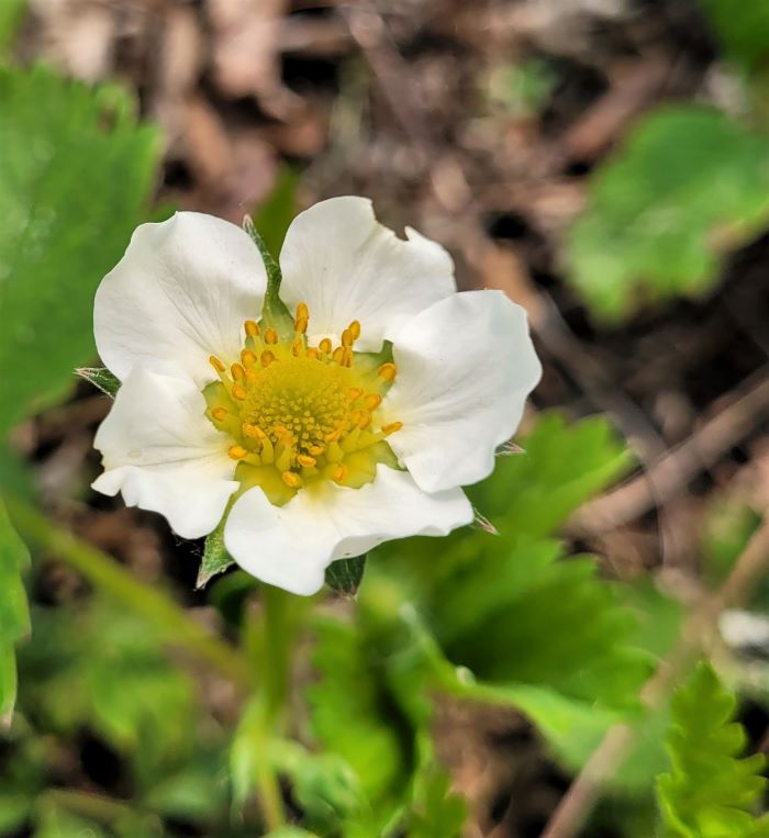 resized strawberry blossom 051623