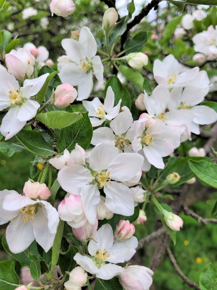 resized this years apple blossoms 051223