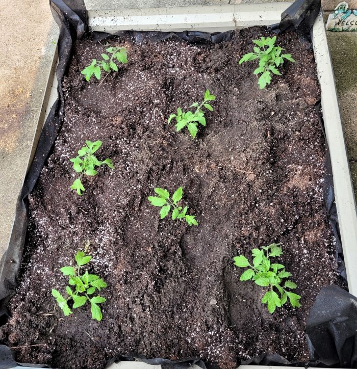 resized tomatoes planted 051623