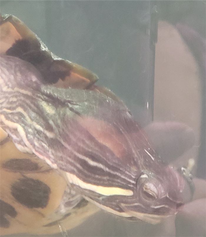 resized turtle submerged at blandford 051323