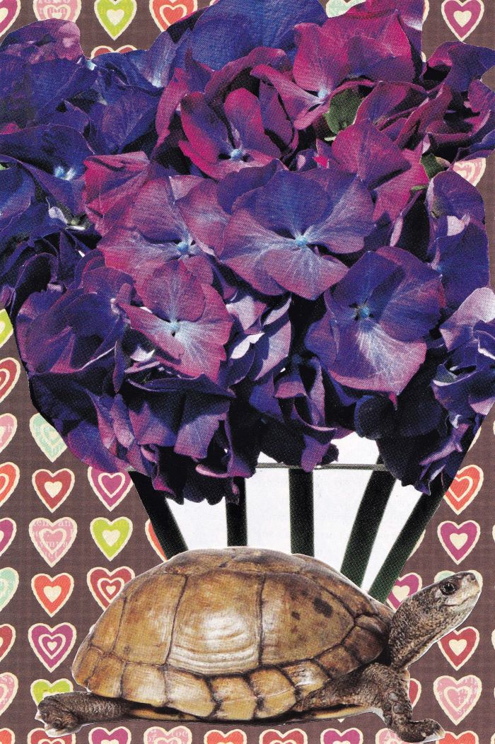 resized turtle with flowers