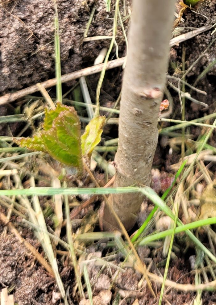resized witch hazel new growth 051623