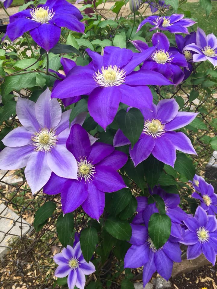 clematis in bloom