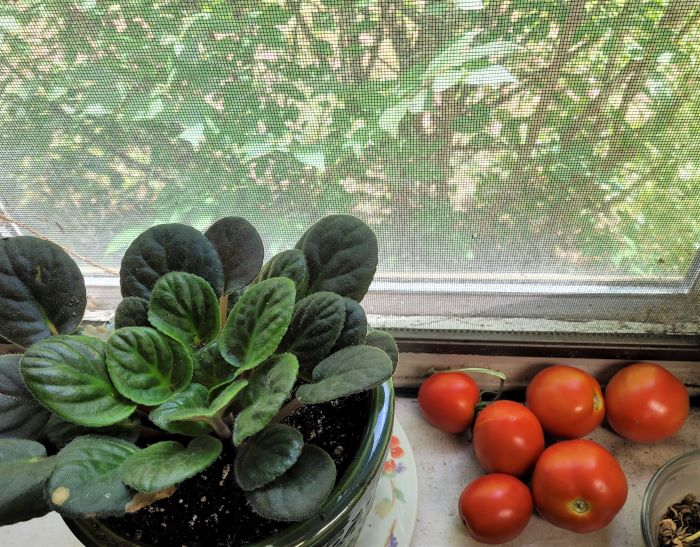resized african violet tomatoes and arnica seeds 081323