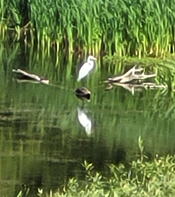 resized egret at meijer garden 081223