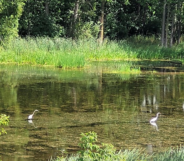 resized egret hunting 081223