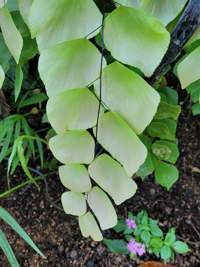 resized fern at meijer garden 081223