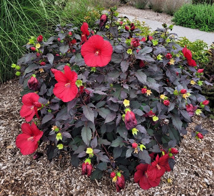 resized hibiscus shrub 20230825_165131