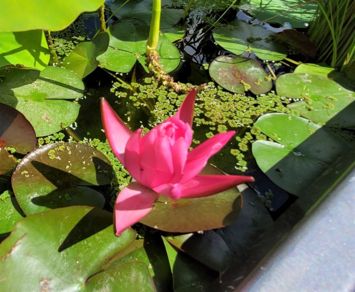 resized lily in mini pond on rooftop garden 081223