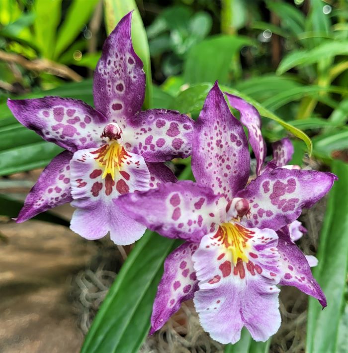 resized orchids at meijer garden 081223