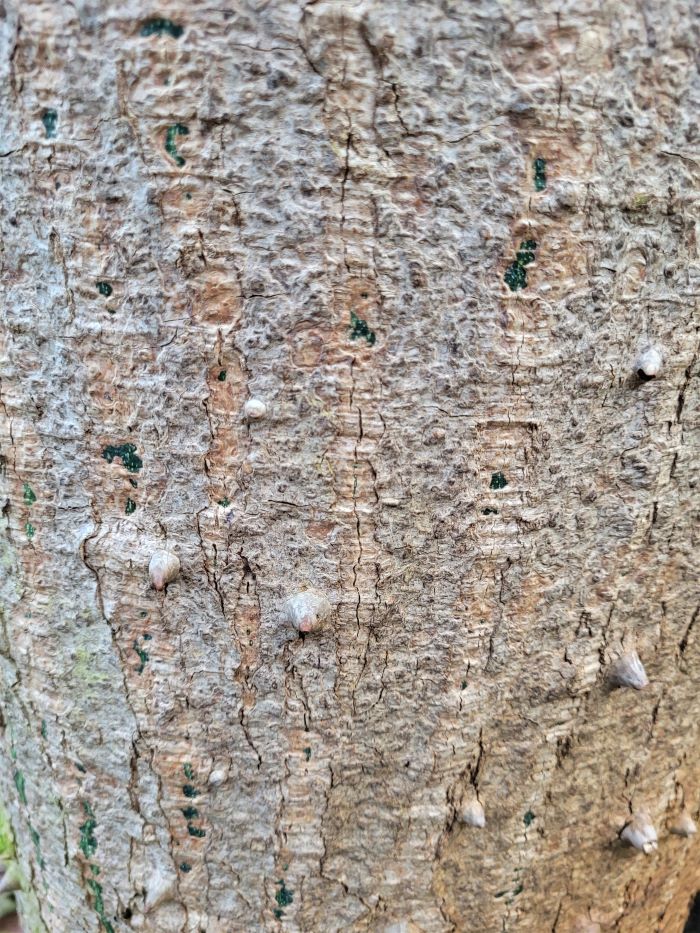 resized silk floss tree found in s america 20230812_154413 (2)