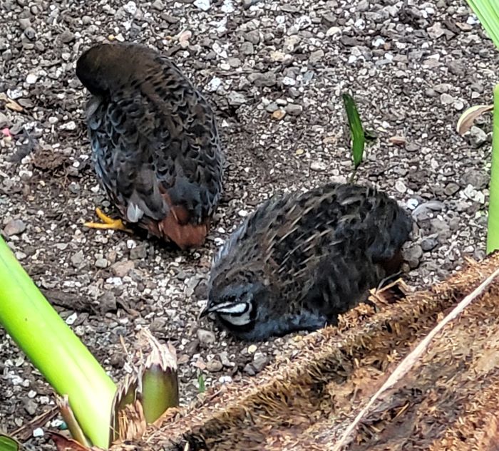 resized small birds at meijer garden 081223