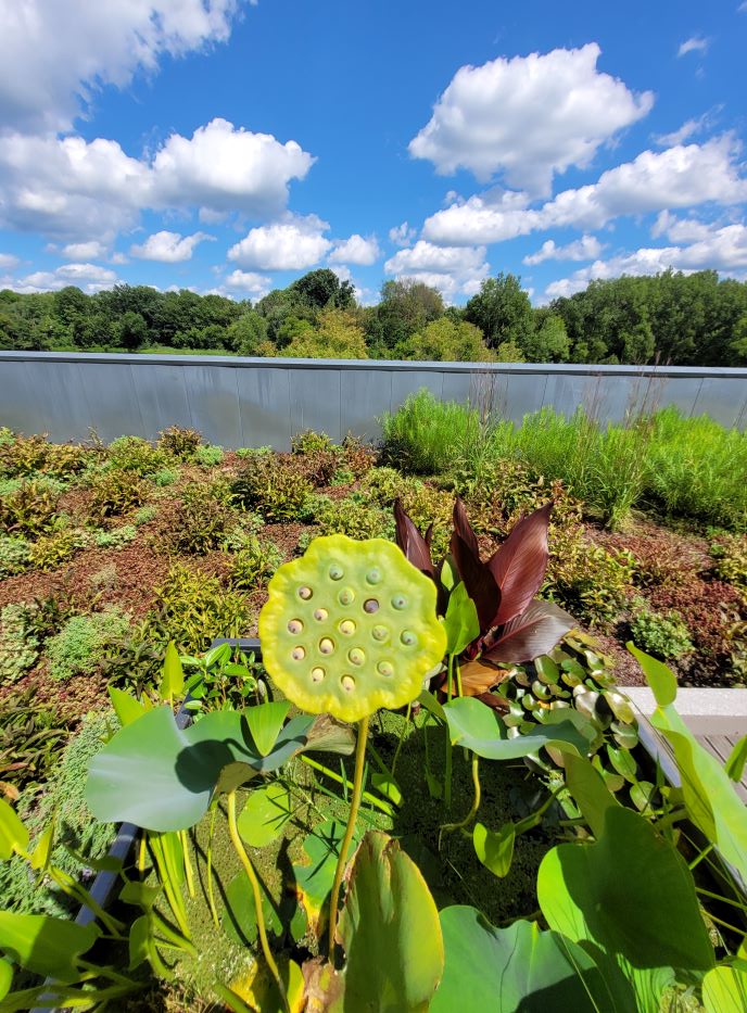 resized water lily stalk on rooftop water garden 081223