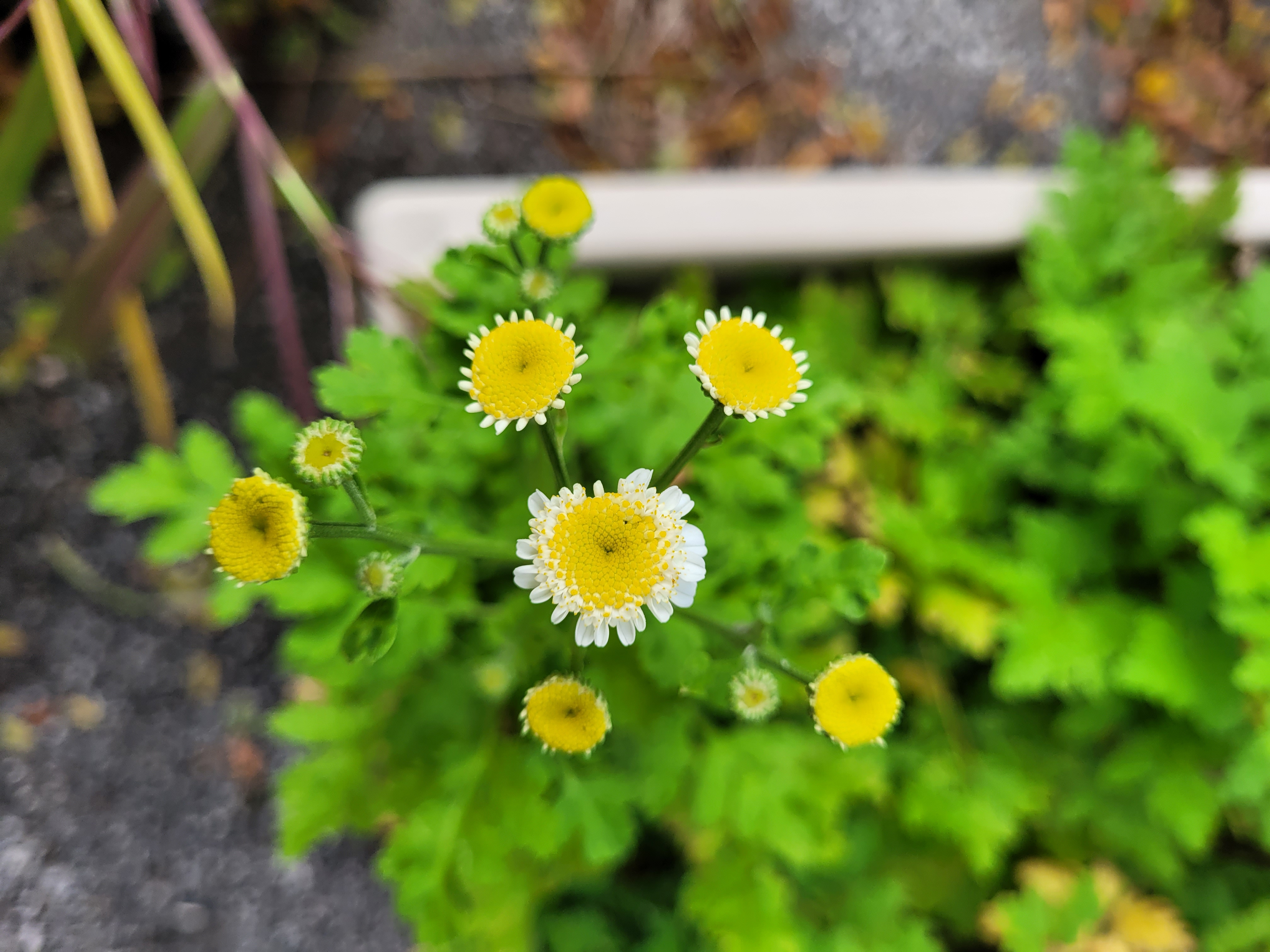 13 feverfew in bloom 20230919_165442