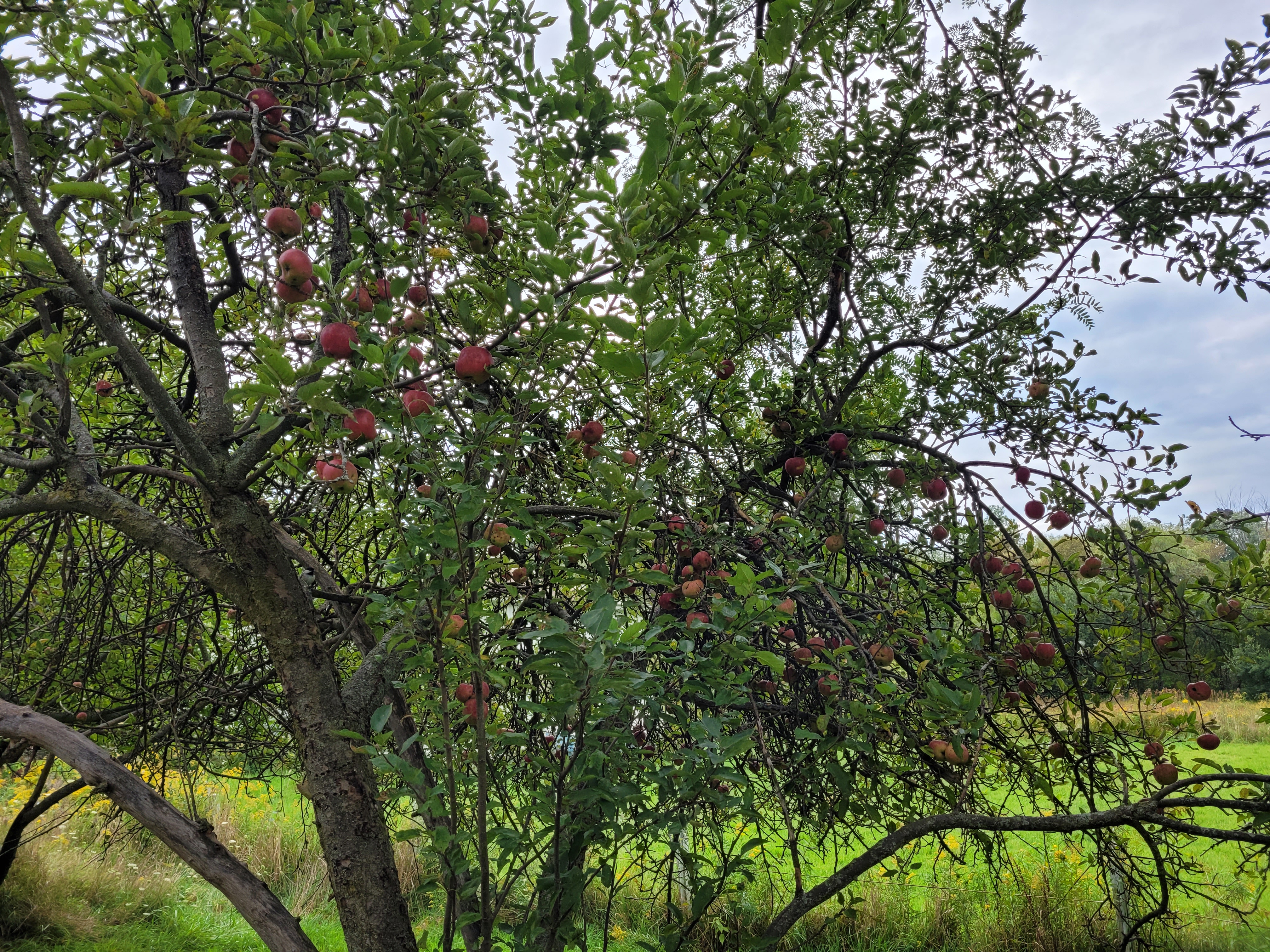 14 bumper crop of apple tree 2 20230919_165825