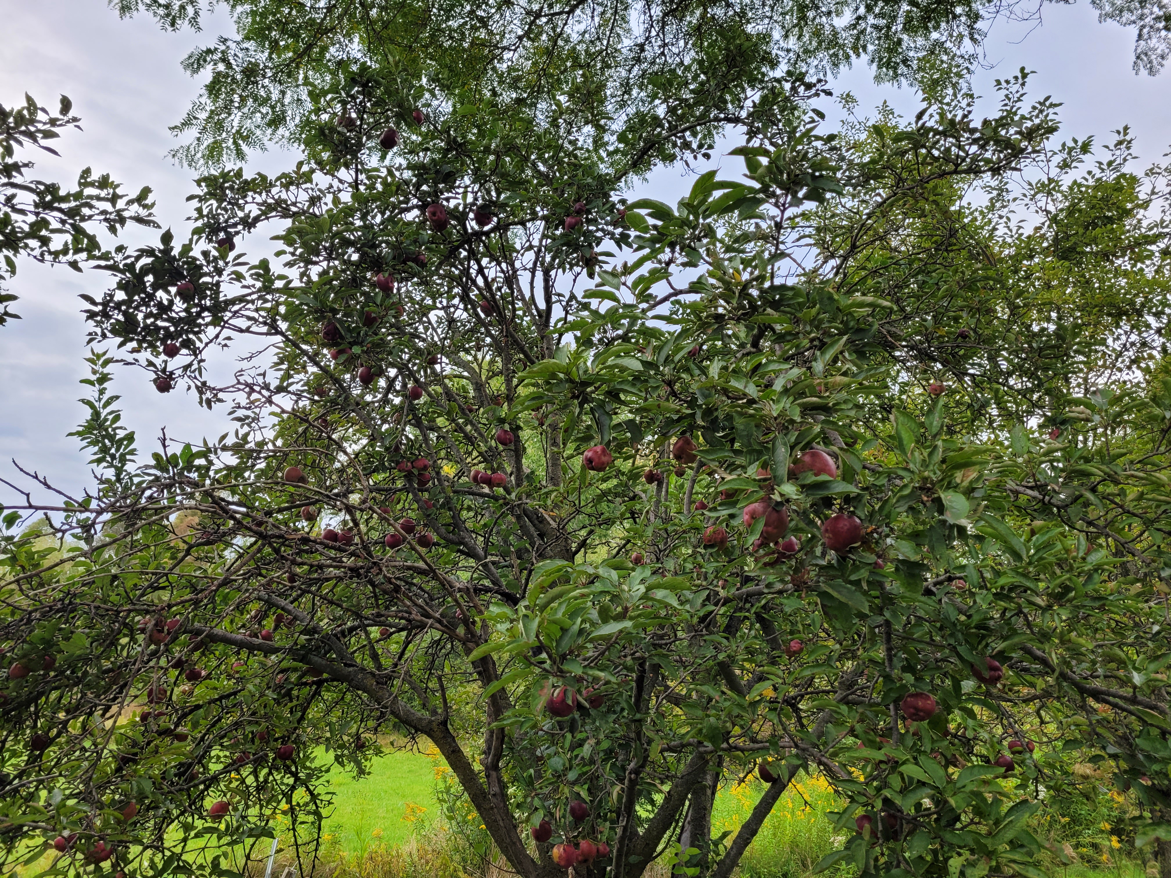 15 bumper crop of apple tree 3 20230919_165831