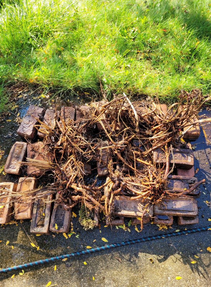 resized 01 peony roots from old bed 20230923_163547