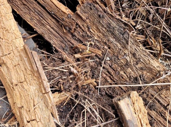 resized 02 rotting wood of peony bed 20230919_165112